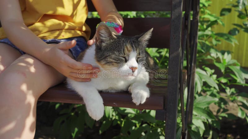 小女孩轻轻抚坐在长椅上的流浪猫，它有美丽的景观