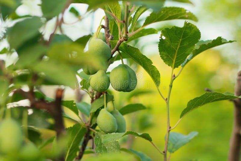 小李子 库存图片