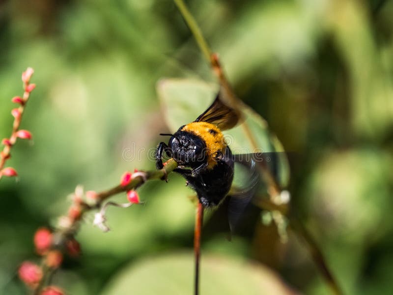 Japanese carpenter bee, xylocopa appendiculata, clings to a small twig among wildflowers along a roadside in Yokohama, Japan. Japanese carpenter bee, xylocopa appendiculata, clings to a small twig among wildflowers along a roadside in Yokohama, Japan