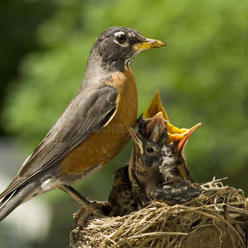 A Mother Robin caring for her babies in a nest, shallow depth of field, square crop, copy space. A Mother Robin caring for her babies in a nest, shallow depth of field, square crop, copy space