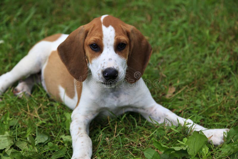 Cute tan and white beagle puppy laying in the grass. Cute tan and white beagle puppy laying in the grass