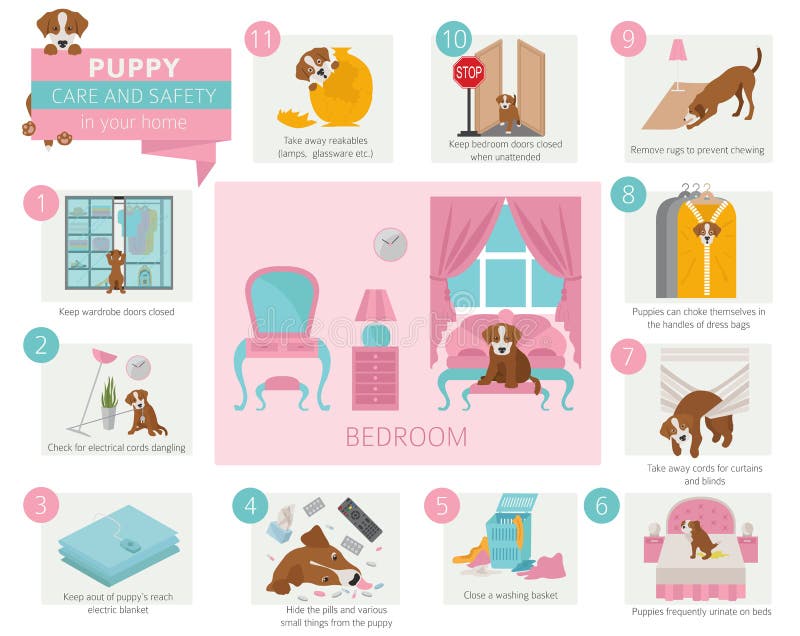 Puppy care and safety in your home. Bedroom. Pet dog training infographic design. Vector illustration. Puppy care and safety in your home. Bedroom. Pet dog training infographic design. Vector illustration