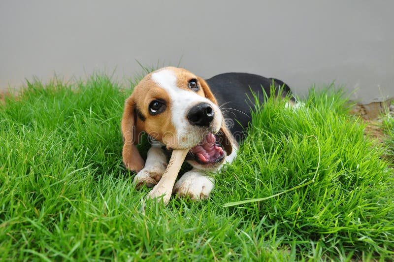 Beagle puppy bone to gnaw on the outdoor lawn. Beagle puppy bone to gnaw on the outdoor lawn.