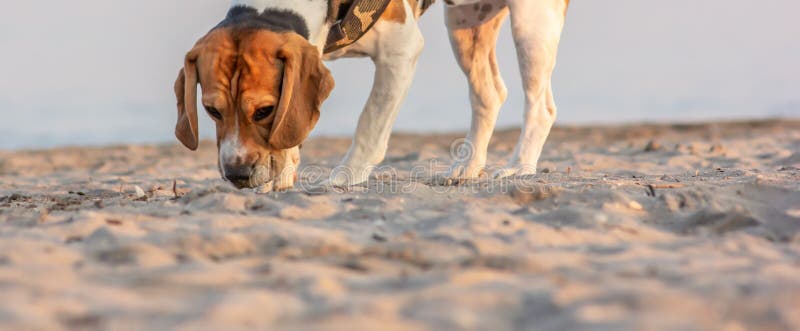 The beagle or bracchetto is a breed of medium-sized hunting dogs of English origin, originally used mostly to hunt animals such as rabbits, pheasants, foxes and wild boar, nowadays quite widespread as companion dogs. Because of their hunting skills, the beagles are defined as working dogs, since they are a breed that has been tested for work even for the proclamation of an Italian beauty champion. The beagle or bracchetto is a breed of medium-sized hunting dogs of English origin, originally used mostly to hunt animals such as rabbits, pheasants, foxes and wild boar, nowadays quite widespread as companion dogs. Because of their hunting skills, the beagles are defined as working dogs, since they are a breed that has been tested for work even for the proclamation of an Italian beauty champion.