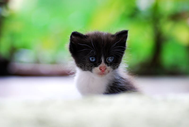 Candid shot of cute kitten outside the house - shallow depth of field. Candid shot of cute kitten outside the house - shallow depth of field