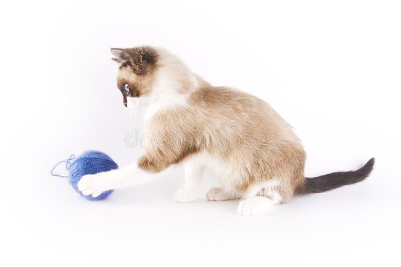Kitten playing with a blue wool ball. Kitten playing with a blue wool ball