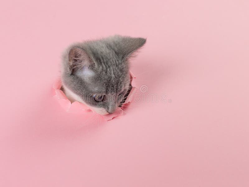 小猫正透过粉色纸上的破洞 嬉戏的小猫 异乎寻常的概念,复制空间 免版税图库摄影 小猫正透过粉色纸上的破洞 嬉戏的小猫 异乎寻常的概念,复制空间 免版税图库摄影