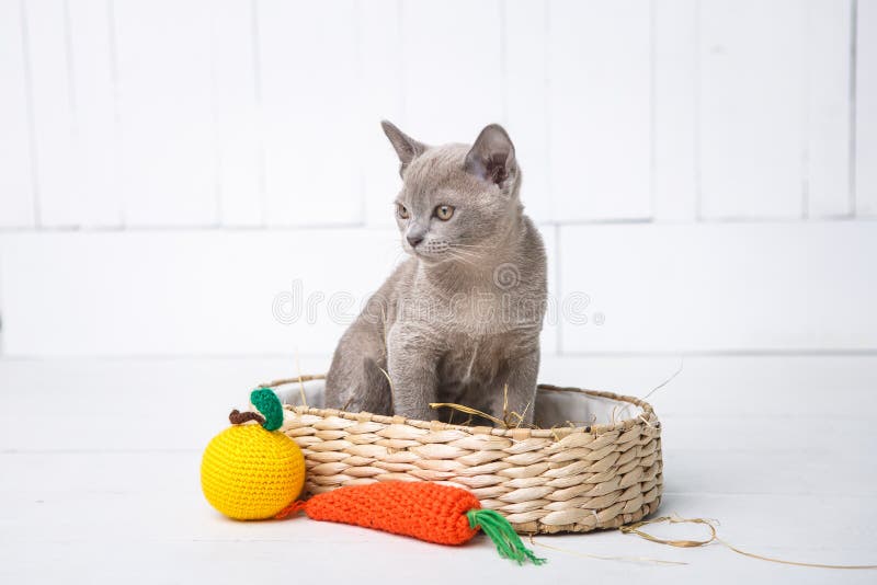 小猫灰色品种,缅甸人在一个柳条筐坐 以果子的形式被钩编编织物的下个玩具 奶油被装载的饼干 图库摄影 小猫灰色品种,缅甸人在一个柳条筐坐 以果子的形式被钩编编织物的下个玩具 奶油被装载的饼干 图库摄影
