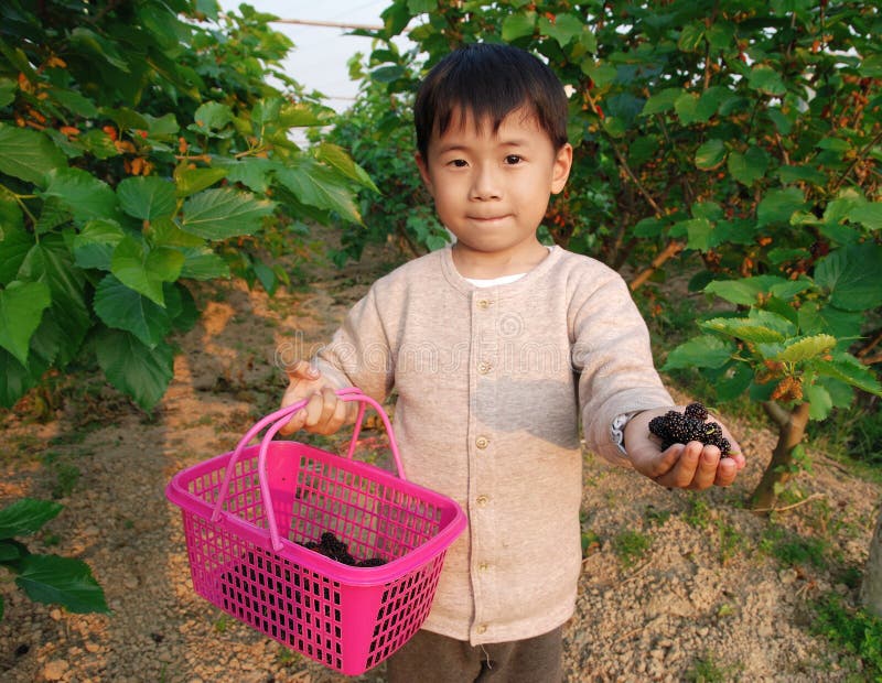 小男孩和桑葚 免版税库存照片