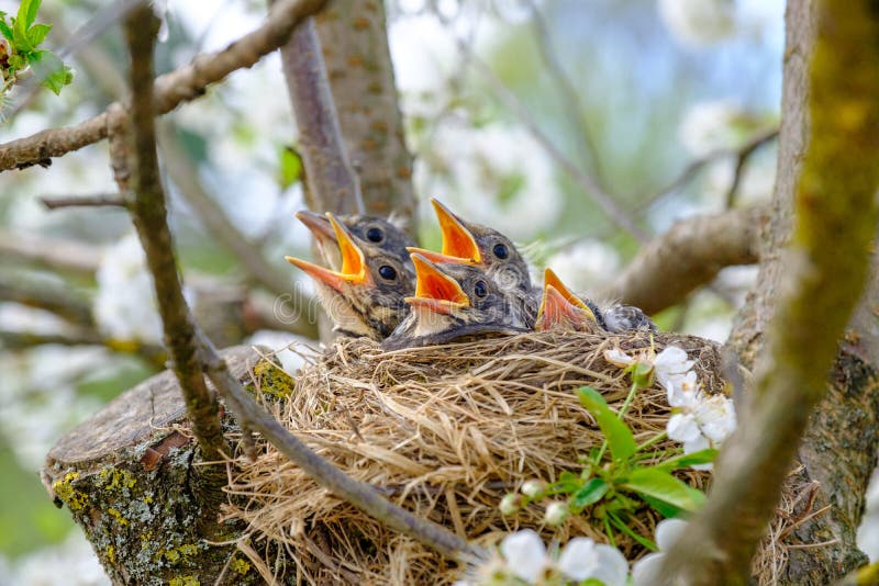 Group of hungry baby birds sitting in their nest on flowering tree with mouths wide open waiting for feeding. Young birds cry. Group of hungry baby birds sitting in their nest on flowering tree with mouths wide open waiting for feeding. Young birds cry.