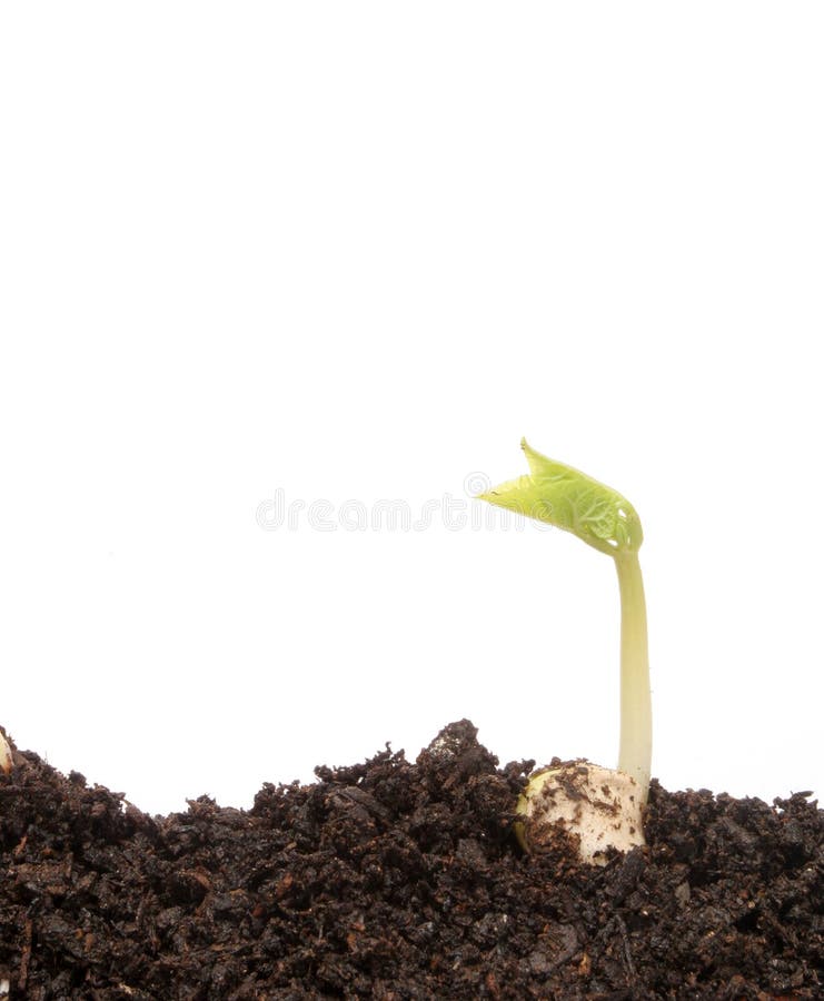 Small bean seedling in soil against a white background. Small bean seedling in soil against a white background