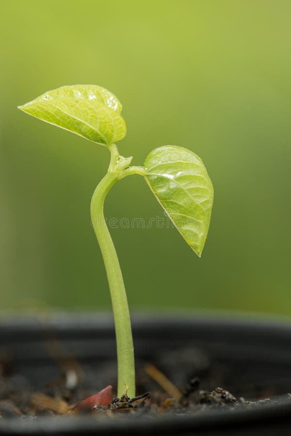 The small bean sprouts growth in pot. The small bean sprouts growth in pot