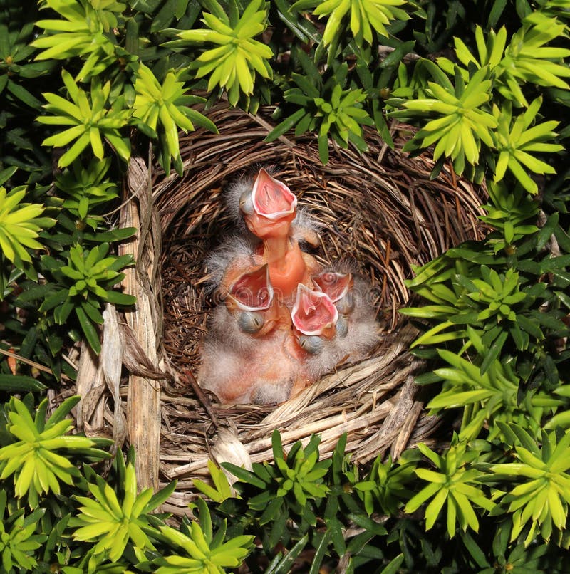 Chicks hatched in a bird nest with four recently hatched young birds inside as a parenting responsibility symbol supporting and feeding your family facing vulnerability fragility and conservation. Chicks hatched in a bird nest with four recently hatched young birds inside as a parenting responsibility symbol supporting and feeding your family facing vulnerability fragility and conservation.