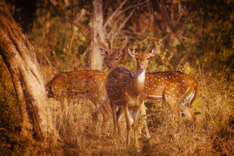 Fallow deers making their way into the forest. Fallow deers making their way into the forest