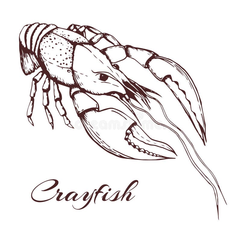 Hand drawn vintage illustration of crayfish on white background. engraved crawfish graphic. ink sketch of seafood. Outline. Hand drawn vintage illustration of crayfish on white backdrop. engraved crawfish graphic. ink sketch of realistic seafood. Outline crayfish. black and white vintage illustration of one lobster, engarved, drawing, biology, animal, isolated, concept, cancer, claw, silhouette, logo, icon, omar, crustacean, etching, woodcut, detailed, menu, restaurant, retro, ocean, cooking, beer, table, rustic, blue, aquarium, simple, cartoon, boil, cute. Hand drawn vintage illustration of crayfish on white background. engraved crawfish graphic. ink sketch of seafood. Outline. Hand drawn vintage illustration of crayfish on white backdrop. engraved crawfish graphic. ink sketch of realistic seafood. Outline crayfish. black and white vintage illustration of one lobster, engarved, drawing, biology, animal, isolated, concept, cancer, claw, silhouette, logo, icon, omar, crustacean, etching, woodcut, detailed, menu, restaurant, retro, ocean, cooking, beer, table, rustic, blue, aquarium, simple, cartoon, boil, cute