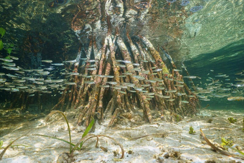 少年鱼浅滩在美洲红树根附近游泳
