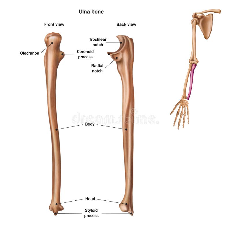 The structure of the ulna bone with the name and description of all sites. Back and front view. Human anatomy. The structure of the ulna bone with the name and description of all sites. Back and front view. Human anatomy