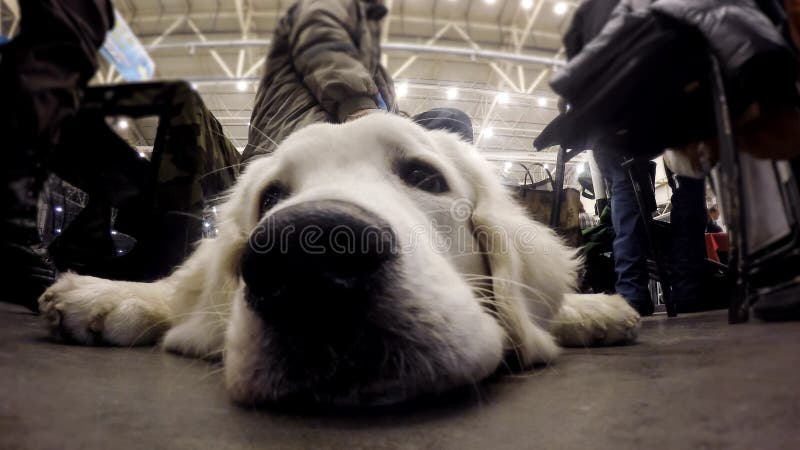尽职地说谎在公交车站地板上的金毛猎犬守卫所有者材料 图库摄影 尽职地说谎在公交车站地板上的金毛猎犬守卫所有者材料 图库摄影