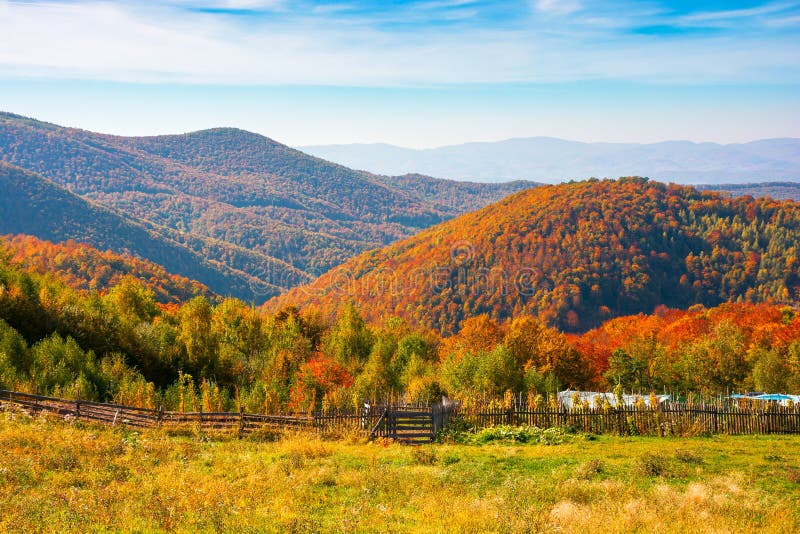 Rural landscape in mountains. grassy fields on the hill. forest in colorful foliage. wonderful nature scenery of romania on a warm sunny autumn day. Rural landscape in mountains. grassy fields on the hill. forest in colorful foliage. wonderful nature scenery of romania on a warm sunny autumn day