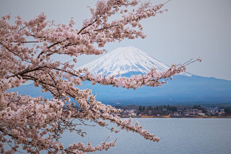 山富士在春天，樱花佐仓