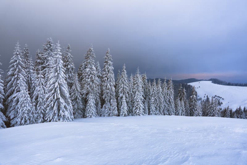 山林雪林秀日 雄伟的冬季风景 戏剧天空 雪地覆盖的草甸 库存照片