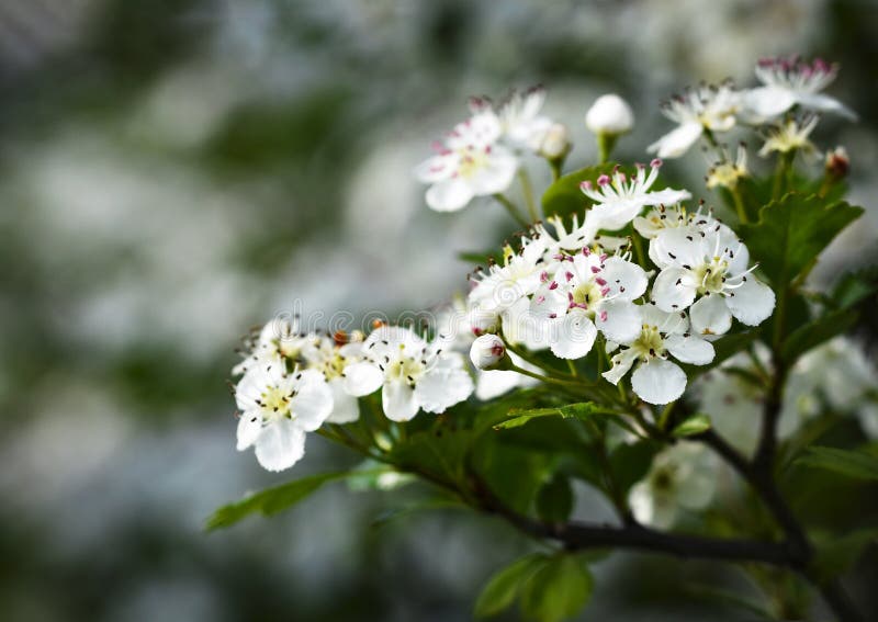 日本树丁香库存照片. 图片包括有充分, 植物群, 草本, 特写镜头 日本树丁香库存照片. 图片包括有充分, 植物群, 草本, 特写镜头