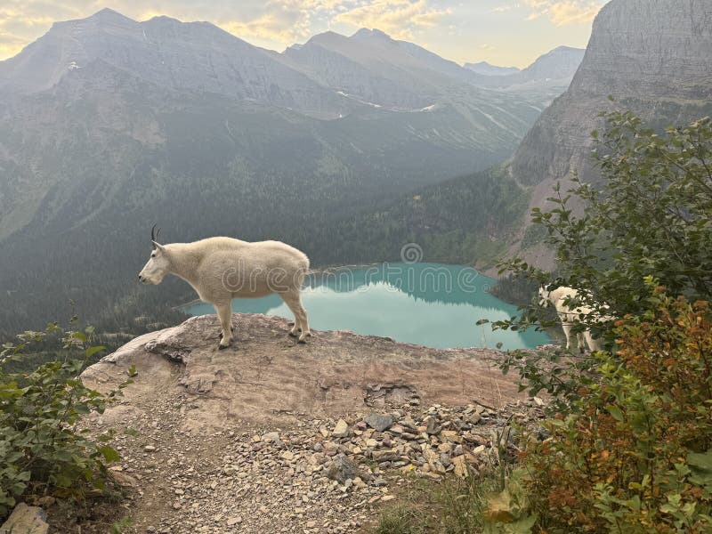山羊的景色 免版税图库摄影