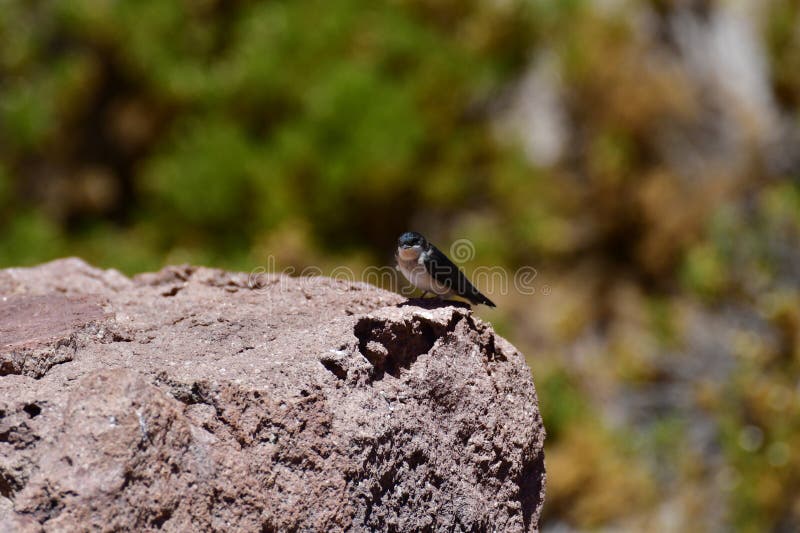 Bird on Rock Chile South America. High quality photo. Bird on Rock Chile South America. High quality photo