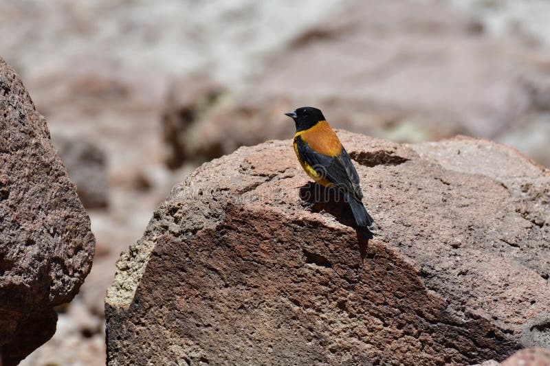 Bird on Rock Chile South America. High quality photo. Bird on Rock Chile South America. High quality photo