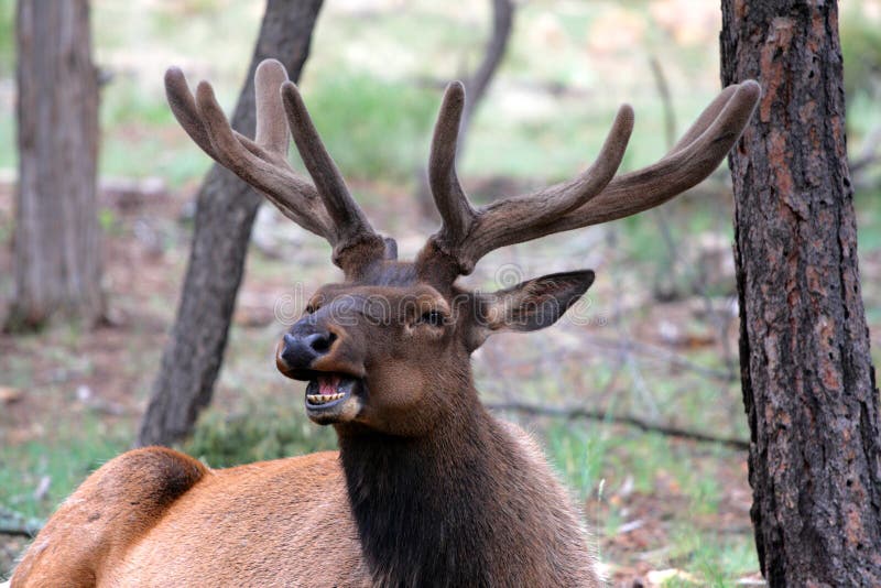 Mule deers at Grand Canyon National Park, US. Mule deers at Grand Canyon National Park, US