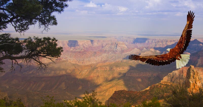 Eagle takes flight over Grand Canyon USA. Eagle takes flight over Grand Canyon USA