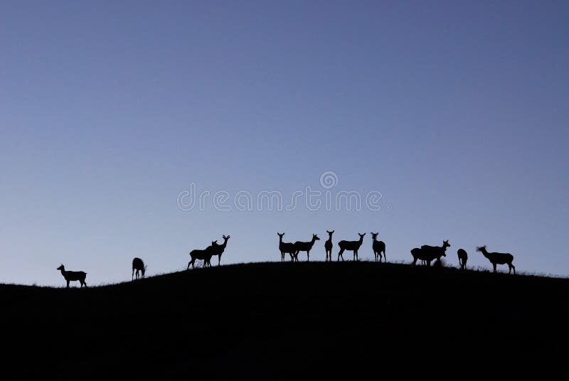 Night scene of deers on cliff in waterton lakes natioinal park, alberta, canada. Night scene of deers on cliff in waterton lakes natioinal park, alberta, canada