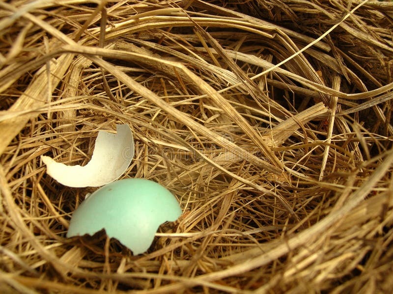 Eggshell fragments in a bird nest. Eggshell fragments in a bird nest