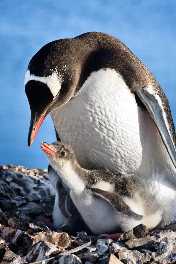 Penguins nest in the Antarctica. Penguins nest in the Antarctica