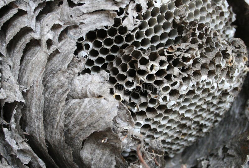 Old broken open paper wasp nest showing interior cells. Old broken open paper wasp nest showing interior cells
