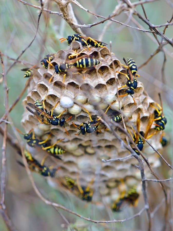 Wasps in a wasp nest in wild nature. Wasps in a wasp nest in wild nature