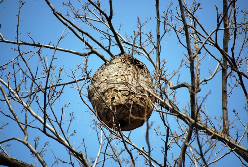 Wasps in a wasp nest on the tree in wild nature in china. Wasps in a wasp nest on the tree in wild nature in china