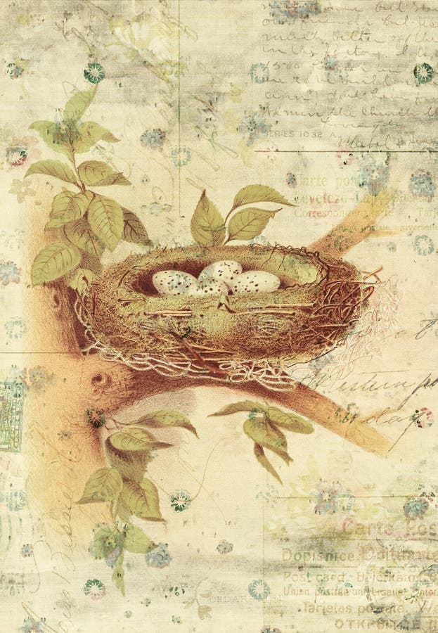 Nest and Bird Eggs Botanical Vintage Style Wall Art with Textured Background shabby style. Nest and Bird Eggs Botanical Vintage Style Wall Art with Textured Background shabby style