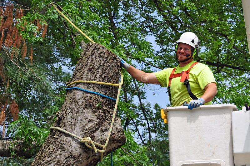 A professional arborist using rope and rigging technique before limb removal. A professional arborist using rope and rigging technique before limb removal