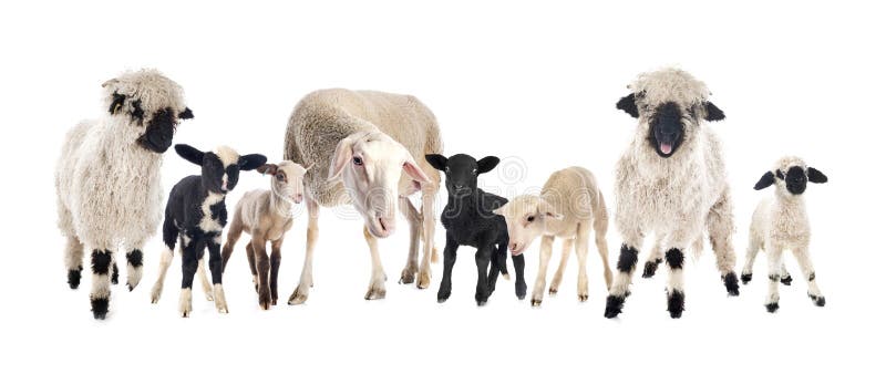 group of sheeps in front of white background. group of sheeps in front of white background