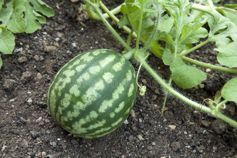 西瓜植株 免版税图库摄影
