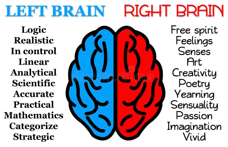 The supposed difference between left brain and right brain. The supposed difference between left brain and right brain