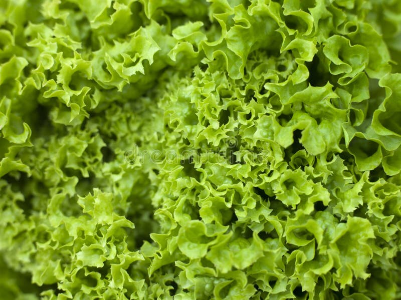 Close Up Of Batavia Lettuce. Close Up Of Batavia Lettuce