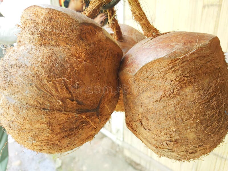 Dried coconut meat can be extracted or called by the name of coconut milk, commonly used by people in Asia as a basic ingredient for making cakes or daily food. Dried coconut meat can be extracted or called by the name of coconut milk, commonly used by people in Asia as a basic ingredient for making cakes or daily food.