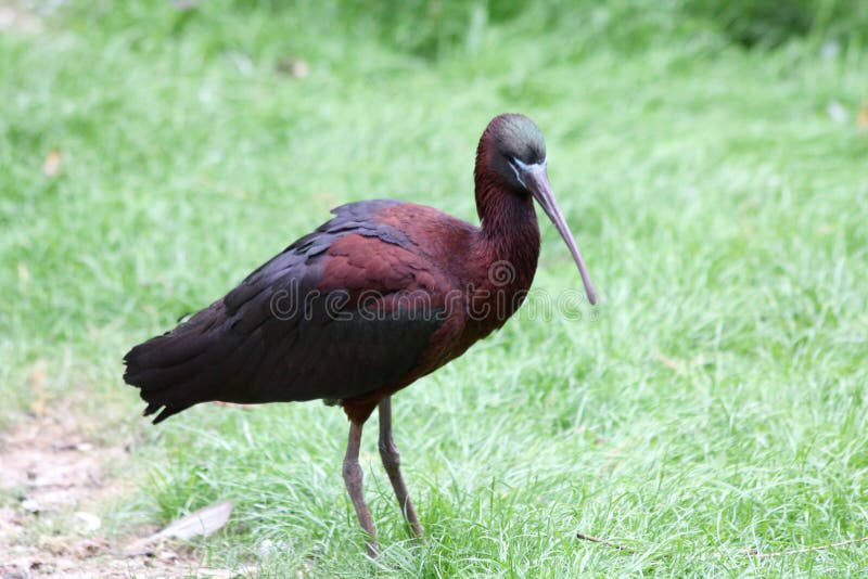 布朗光滑的朱鹭(Plegadis falcinellus) 库存照片 布朗光滑的朱鹭(Plegadis falcinellus) 库存照片