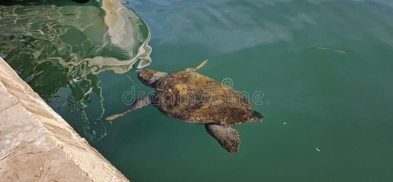 希腊凯法利尼亚岛上的丽龟 免版税库存照片