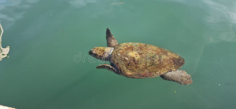 希腊凯法利尼亚岛上的丽龟 库存照片