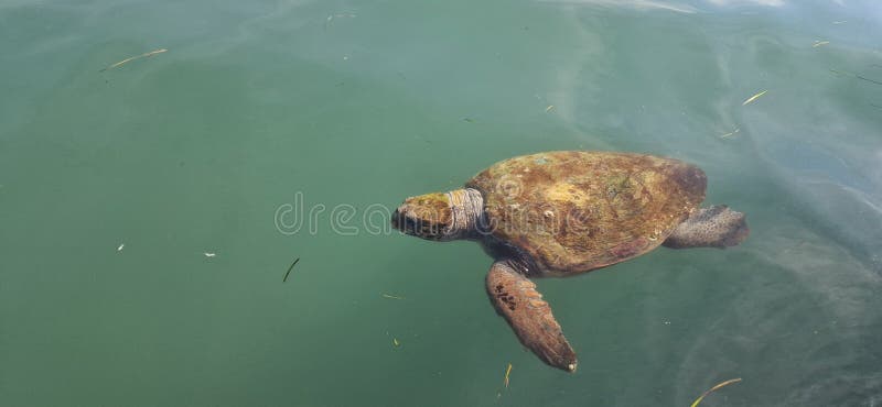 希腊凯法利尼亚岛上的丽龟 库存图片