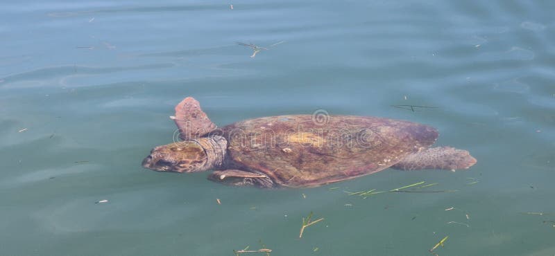 希腊凯法利尼亚岛上的丽龟 免版税图库摄影