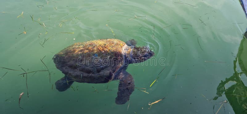 希腊凯法利尼亚岛上的丽龟 库存图片